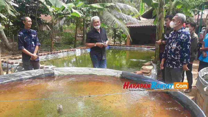 harga pakan ikan