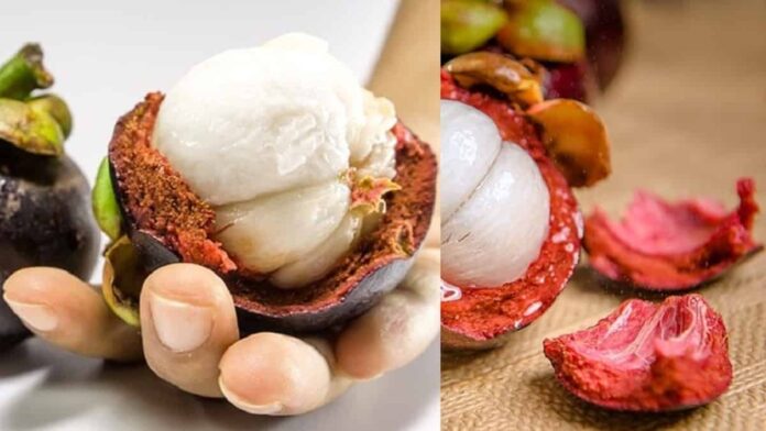 kulit buah manggis untuk obat