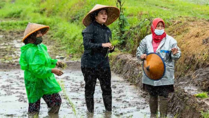 Puan Maharani Tanam Padi di Sleman, Aksinya Justru Mendapat Kritikan!