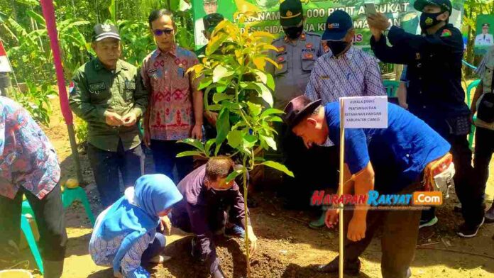 Bibit Alpukat