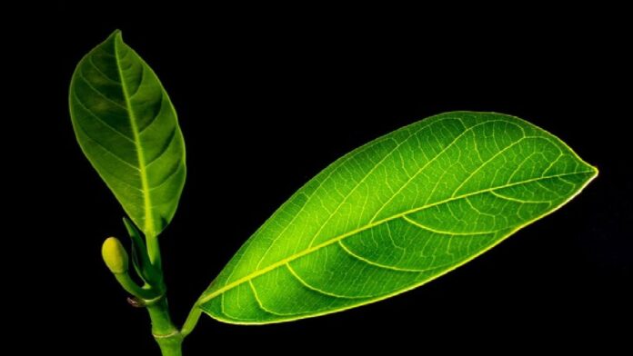 Contoh Daun Menyirip yang Dekat di Lingkungan Tempat Tinggal