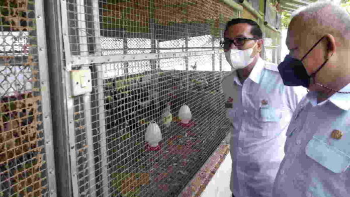 DOC Ayam Sentul Gratis untuk Pokmas di Ciamis, Ini Syaratnya