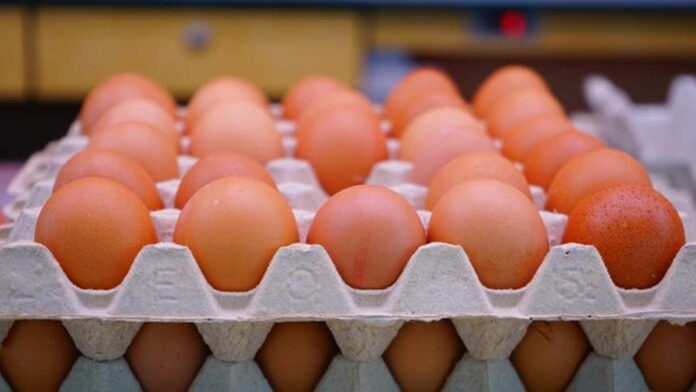 telur ayam