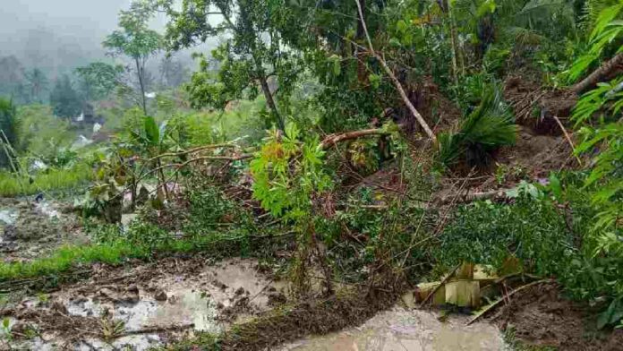 Tebing longsor timbun sawah