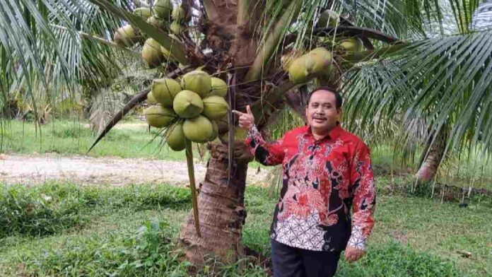Kelapa hibrida Pangandaran