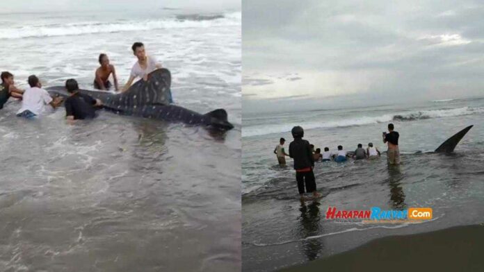 Ikan Hiu Tutul Terdampar Gegerkan Warga dan Wisatawan Pangandaran