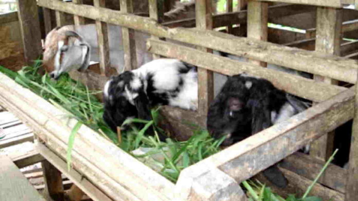 Peternak Kambing