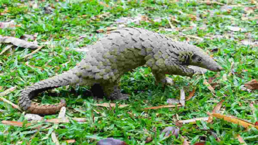Kelompok Fauna Asiatis yang Hidup di Indonesia Bagian Barat