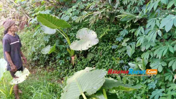 Mitos Cai Mulang