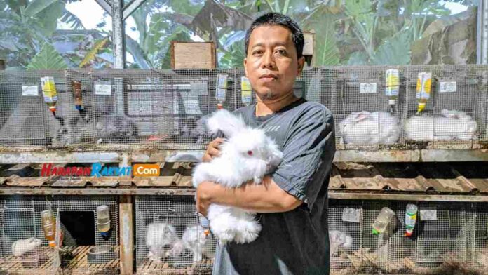 Peternak Kelinci Hias di Ciamis