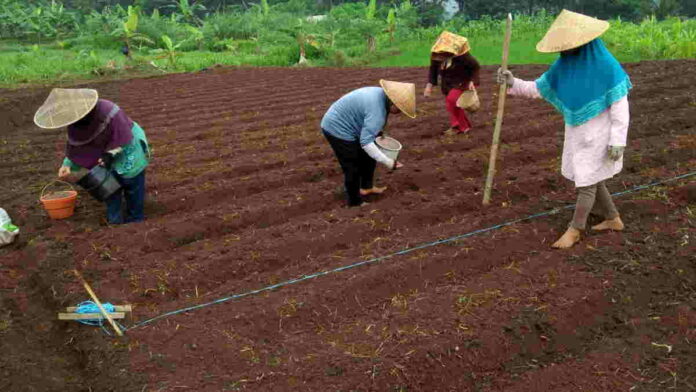 Budidaya Tanaman