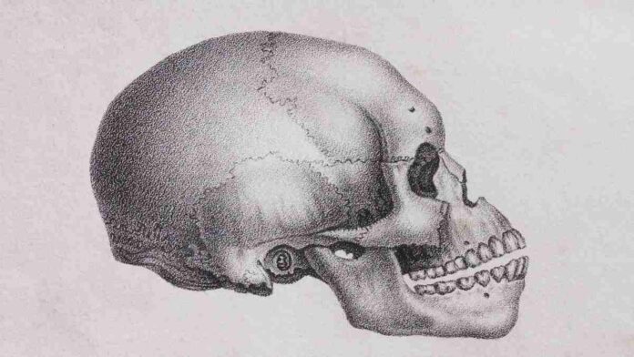 Tulang Penyusun Cranium pada Manusia dan Fungsinya