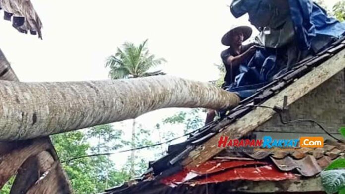 sebuah rumah tertimpa pohon
