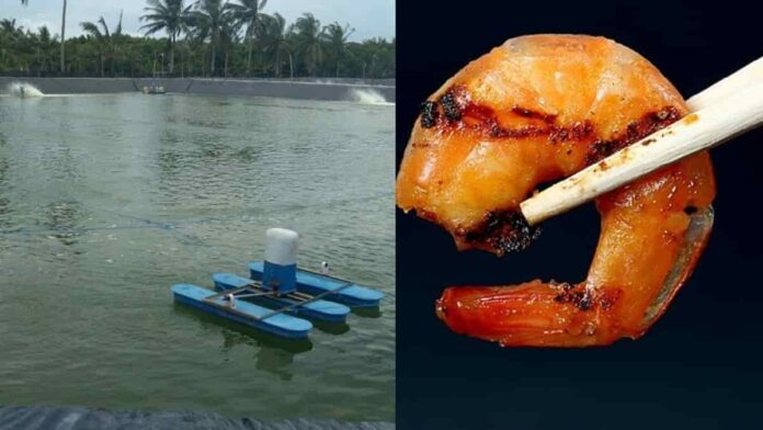 budidaya udang air tawar