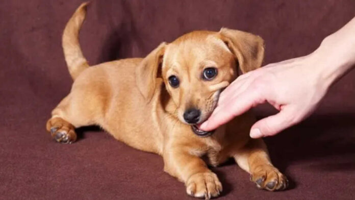 Arti Mimpi Digigit Anjing yang Baik dan Benar, Tidak dengan Ajaran Islam