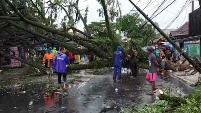 Bencana belasan pohon tumbang di Tasikmalaya