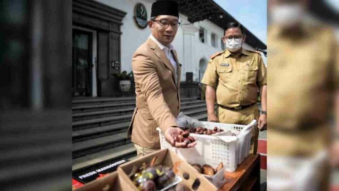 Ekspor jengkol dan manggis