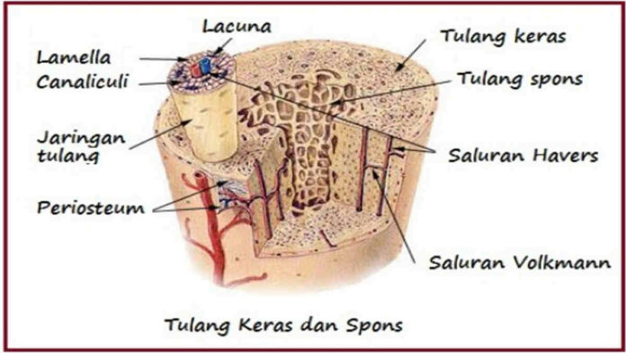 Contoh Tulang Keras, Fungsi, Pengertian dan Ciri-cirinya