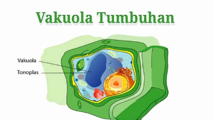 Fungsi Vakuola pada Sel Tumbuhan, Memiliki Peranan Sangat Penting