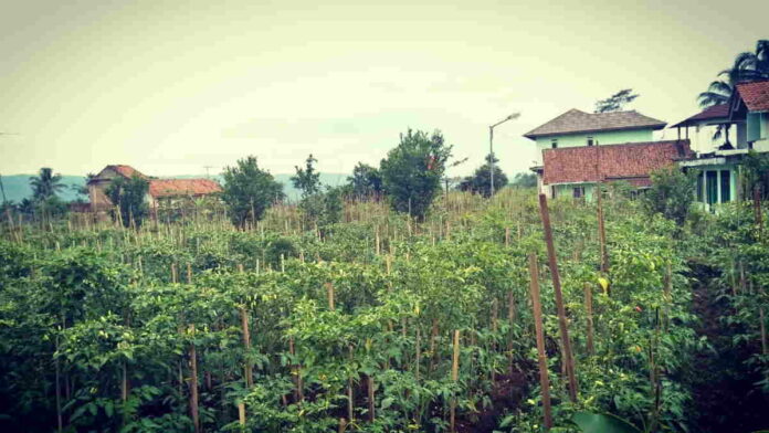 Harga Cabai Rawit Meroket, Petani di Ciamis Sumringah