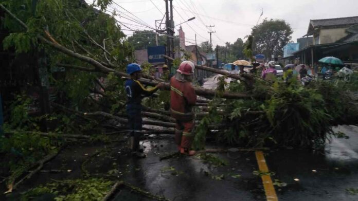 Hujan Deras Pohon Tumbang