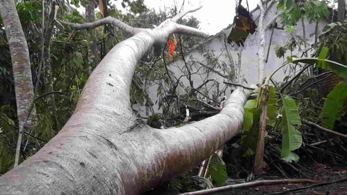 Hujan Deras, Rumah Warga di Kota Banjar Rusak Tertimpa Pohon