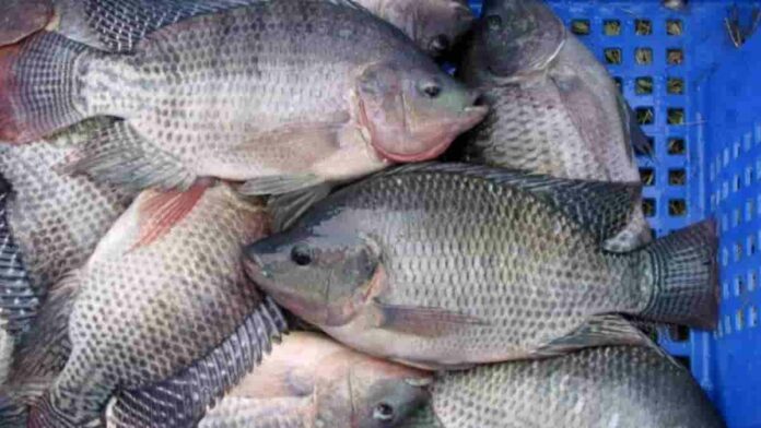 Ikan Nila