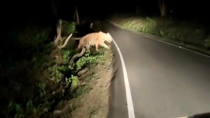 Lokasi Video Harimau yang Viral Melintasi Jalan