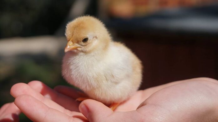 Memilih Bibit Ayam Kampung yang Tepat untuk Budidaya