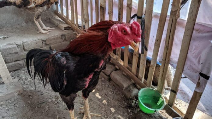 Waktu Tepat untuk Memberi Pakan Ayam Joper Sehingga Beratnya Maksimal