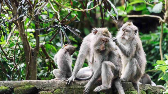 Penanaman Padi Serentak di Ciamis Ditunda Gegara Hama Monyet