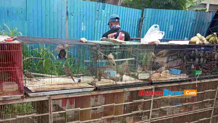 Penjual Burung