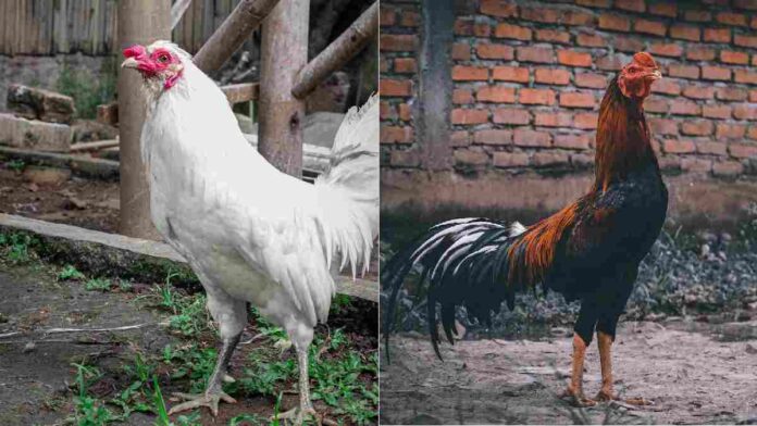 Perbedaan Ayam Joper dan Ayam Kampung dari Berbagai Faktor