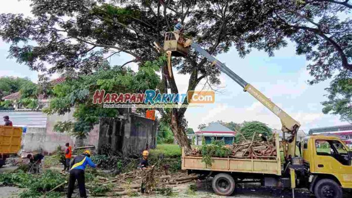 Pohon Trembesi Rawan Tumbang di Kota Banjar Dipangkas