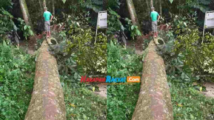 Pohon usia ratusan