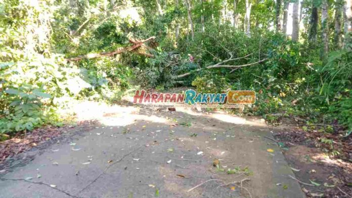 Pohon Tumbang Tutup Jalan di pangandaran