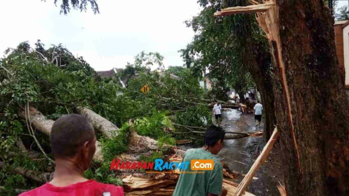 Pohon Tumbang di Jalan Nasional Ciamis