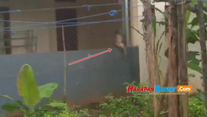 Seekor Monyet Liar