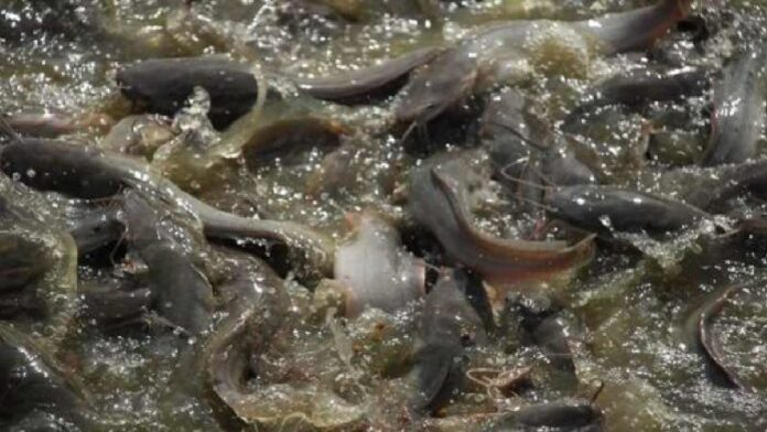 Sejarah Ikan Lele yang Penting Peternak Simak