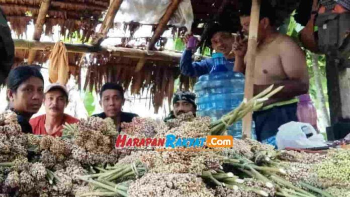 Panen Perdana