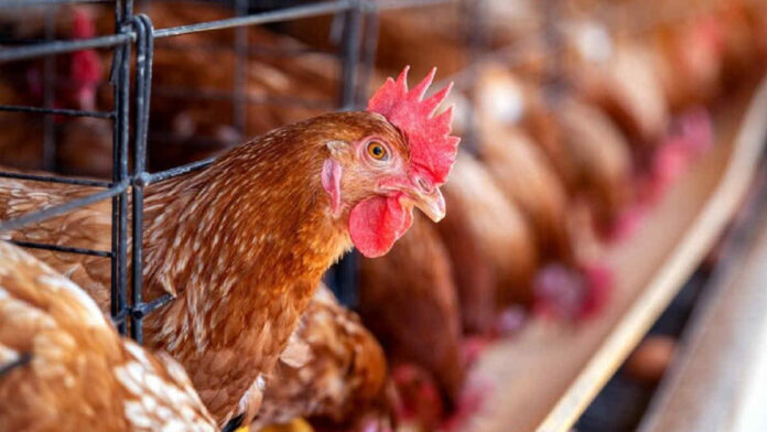 Ternak Ayam KUB untuk Pemula, Sukses di Percobaan Pertama
