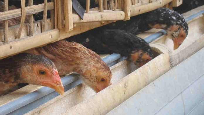 Usaha Ternak Ayam Kampung