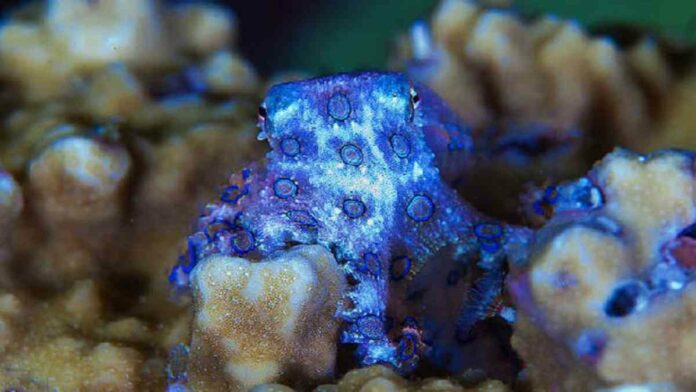 Gurita Cincin Biru Viral di Media Sosial, Hewan Mematikan!