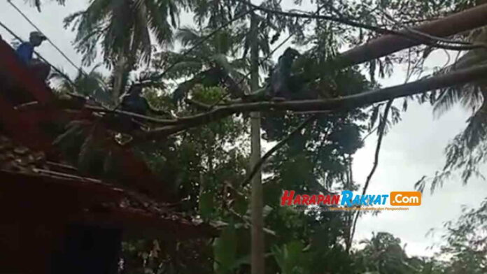 Tertimpa Reruntuhan Pohon