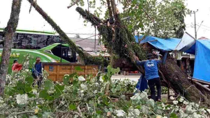 Pohon tua di blok Pasar
