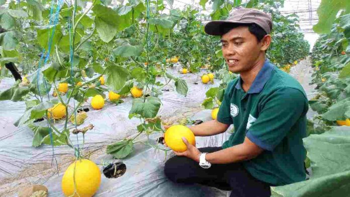 Melon di Kota Tasikmalaya