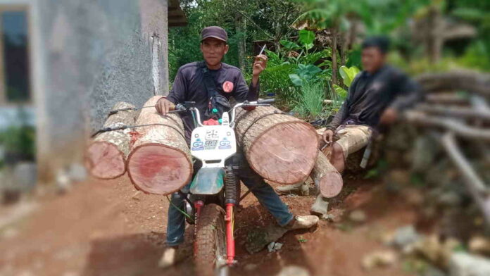Ojek Palang Pengangkut Kayu di Pangandaran Raup 350 Ribu Per Hari