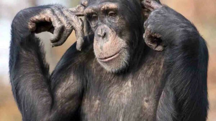 Pengertian Ordo dan Contohnya Dalam Biologi, Ini Dia!