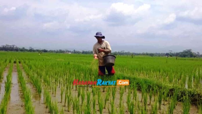 Harga Pupuk