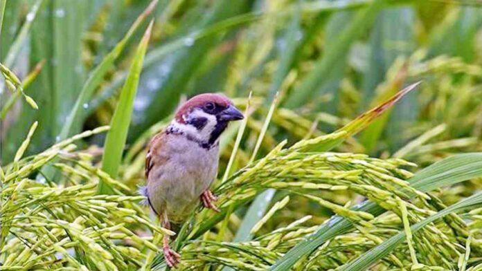 Petani di Cipaku Ciamis Bingung Halau Hama Burung Pipit